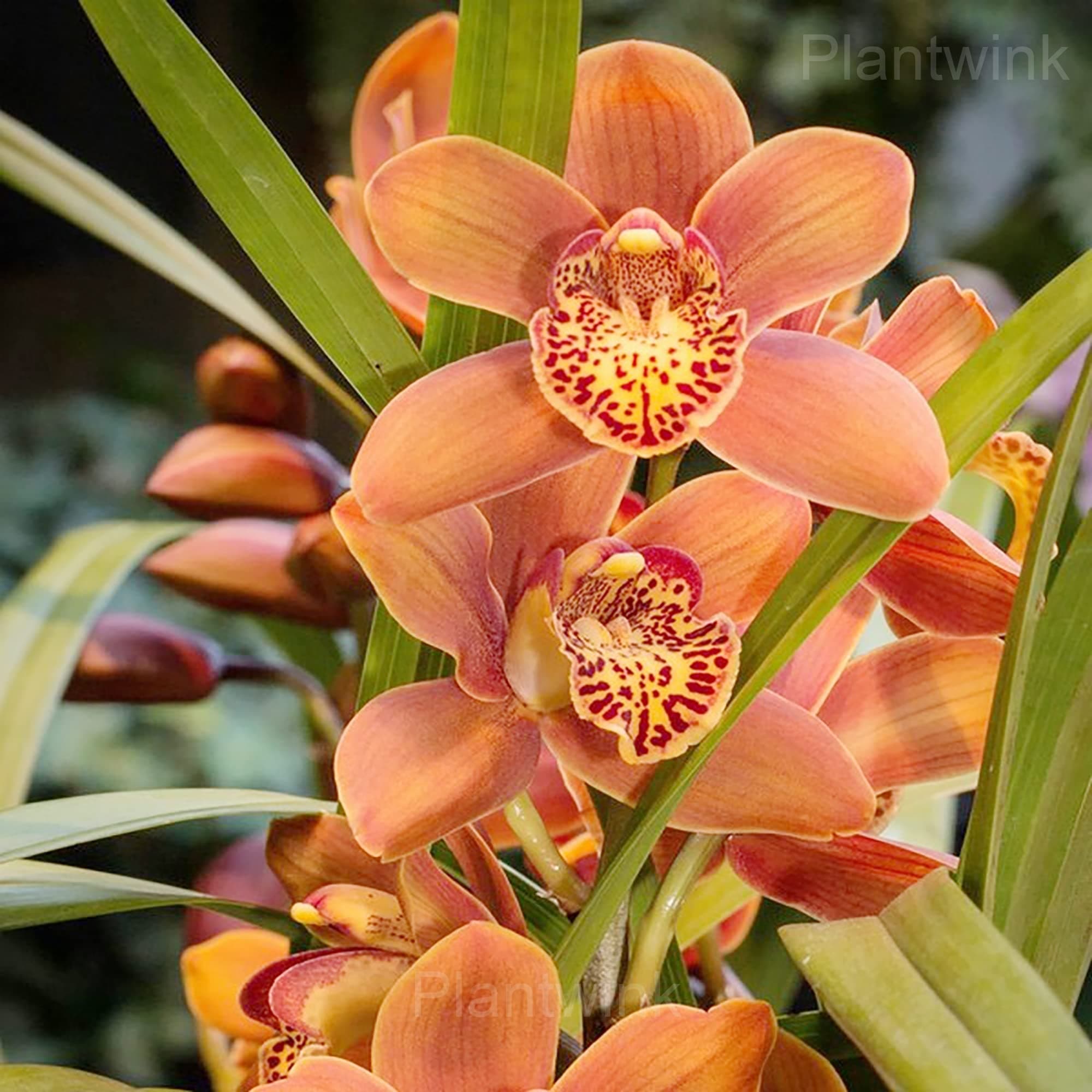 Cymbidium Orchid Seeds - View 4