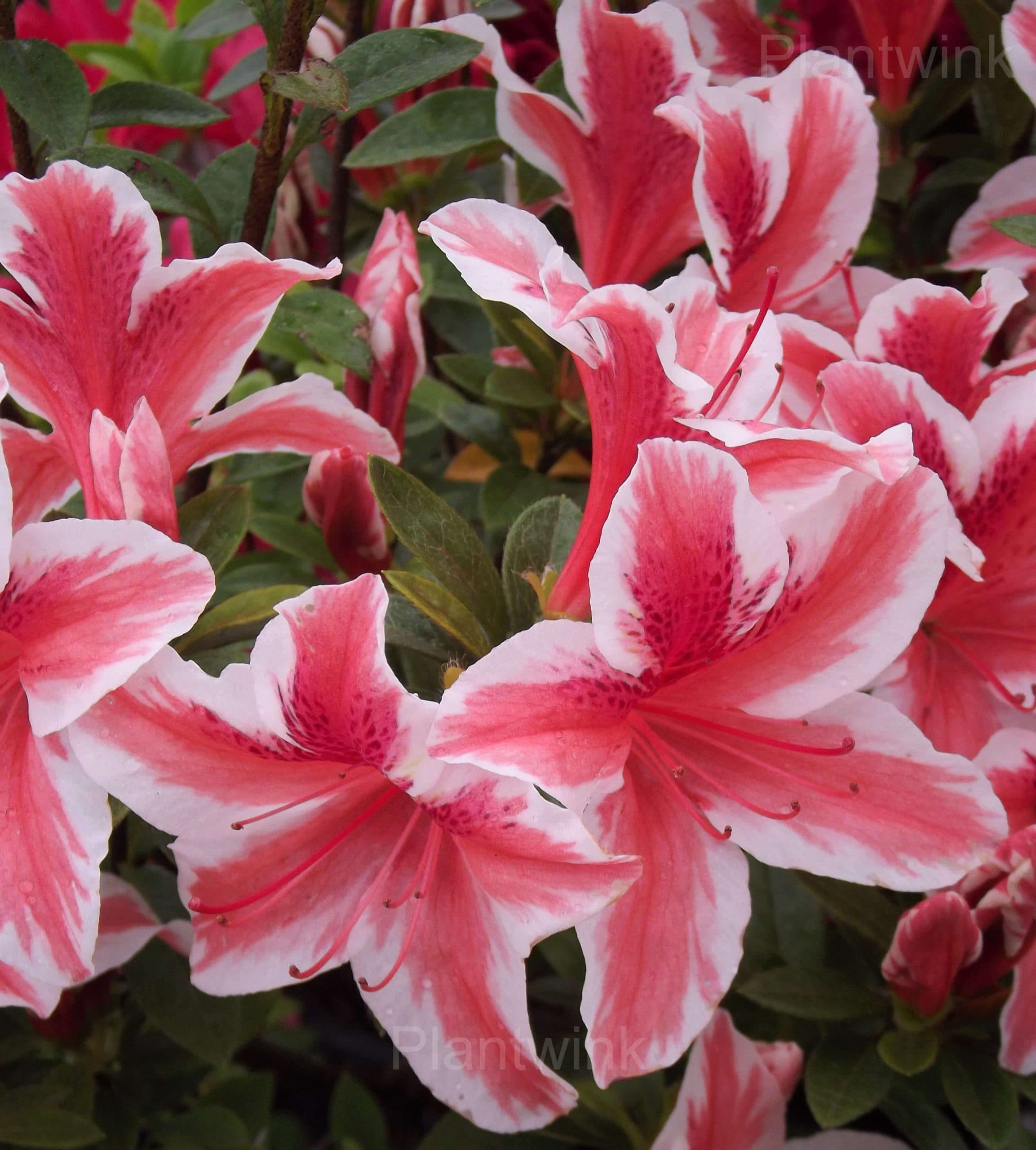 Azalea Seeds - Main