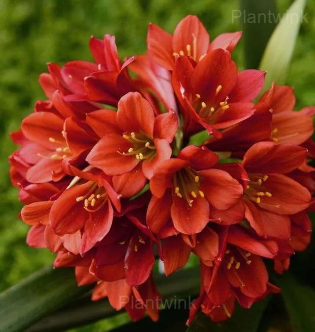 Easy-Grow Clivia Seeds - Main