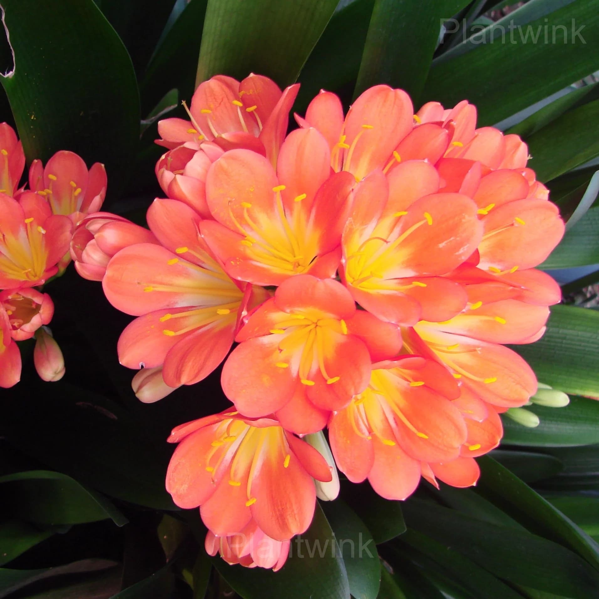 Easy-Grow Clivia Seeds - Alt