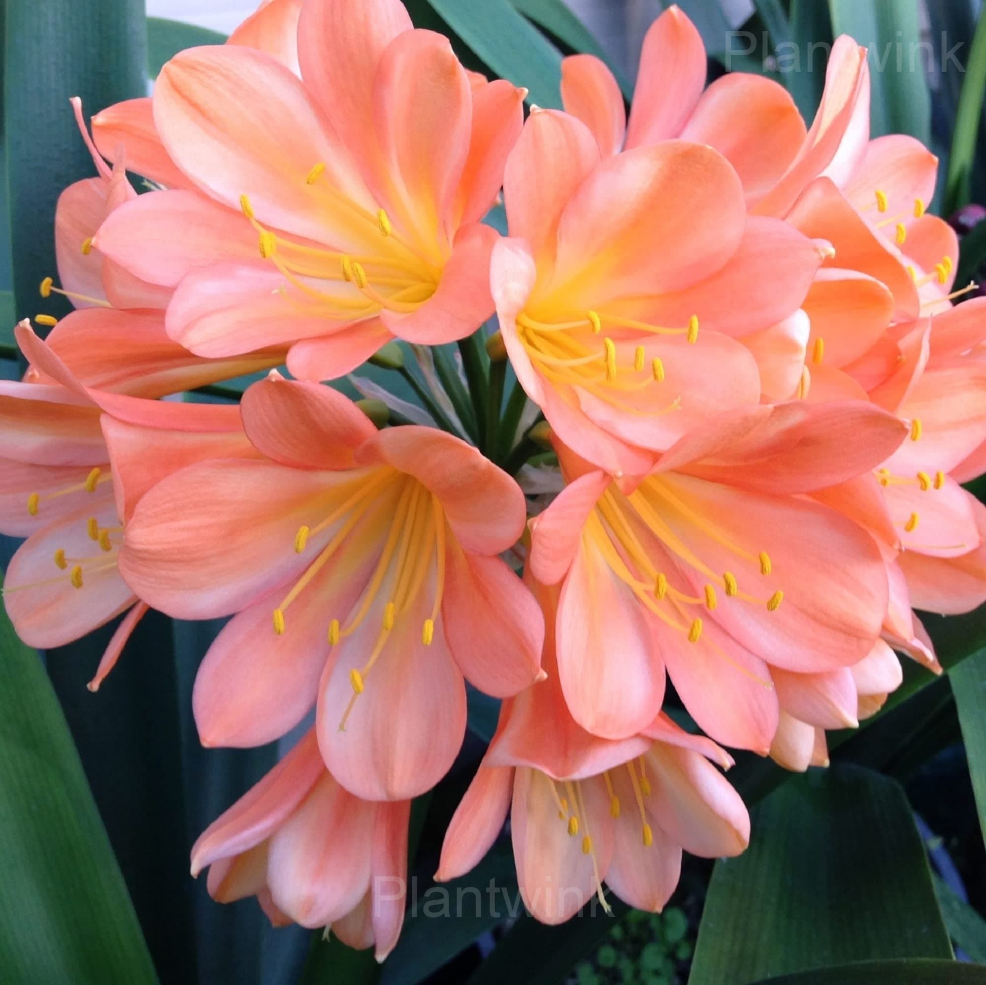 Easy-Grow Clivia Seeds - View 3