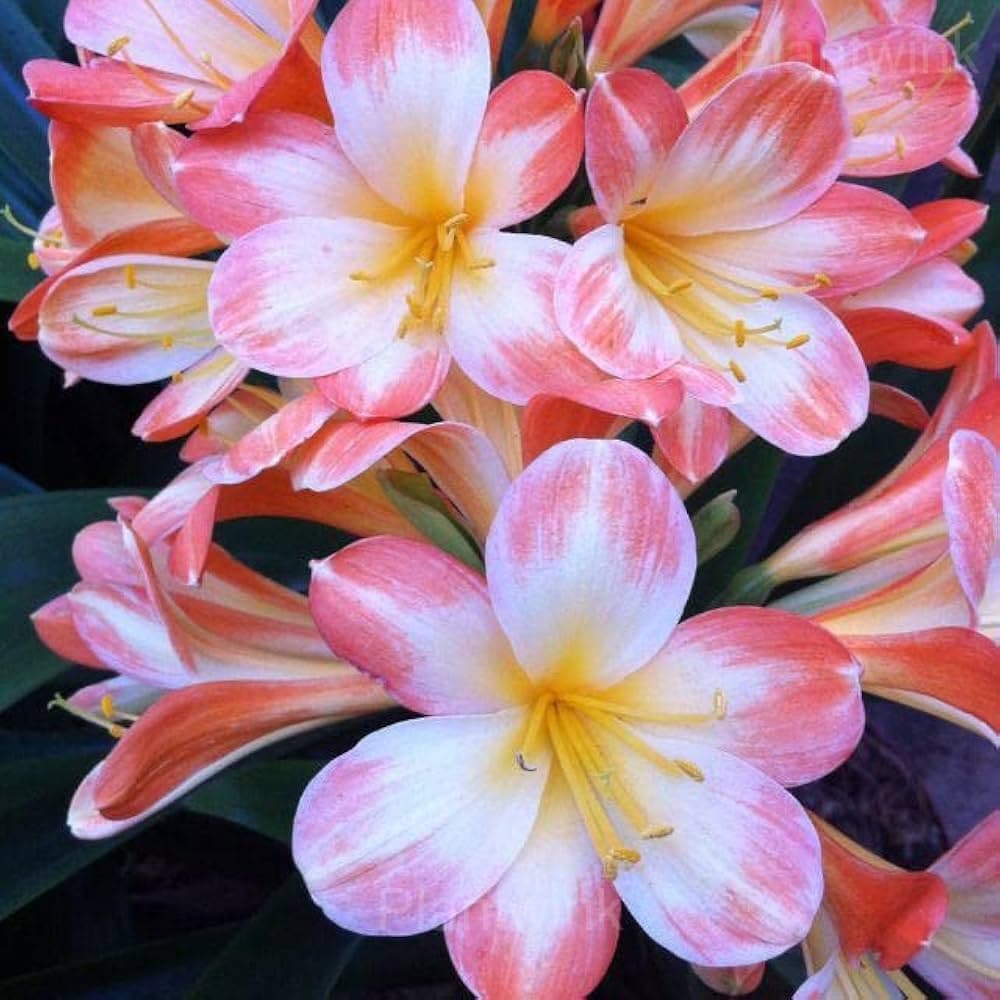 Easy-Grow Clivia Seeds - View 4