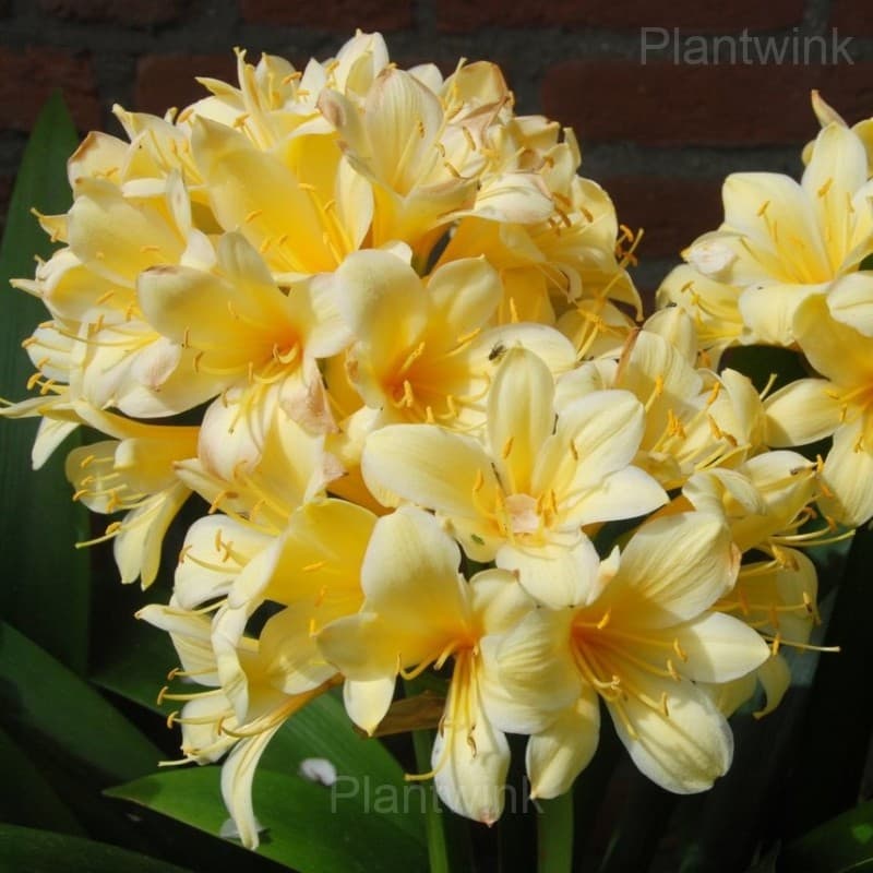 Easy-Grow Clivia Seeds - View 5