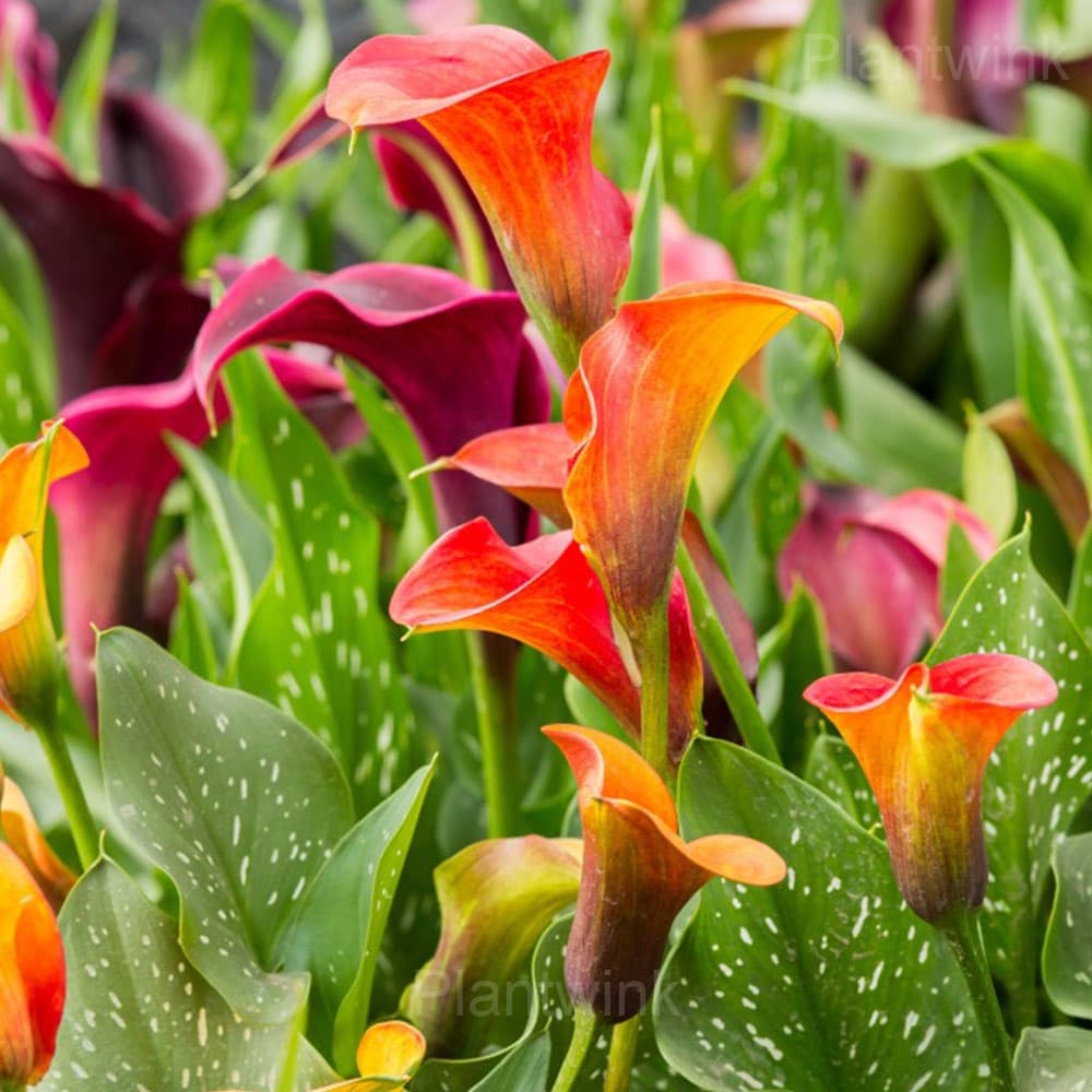 Calla Lily Seeds - View 6