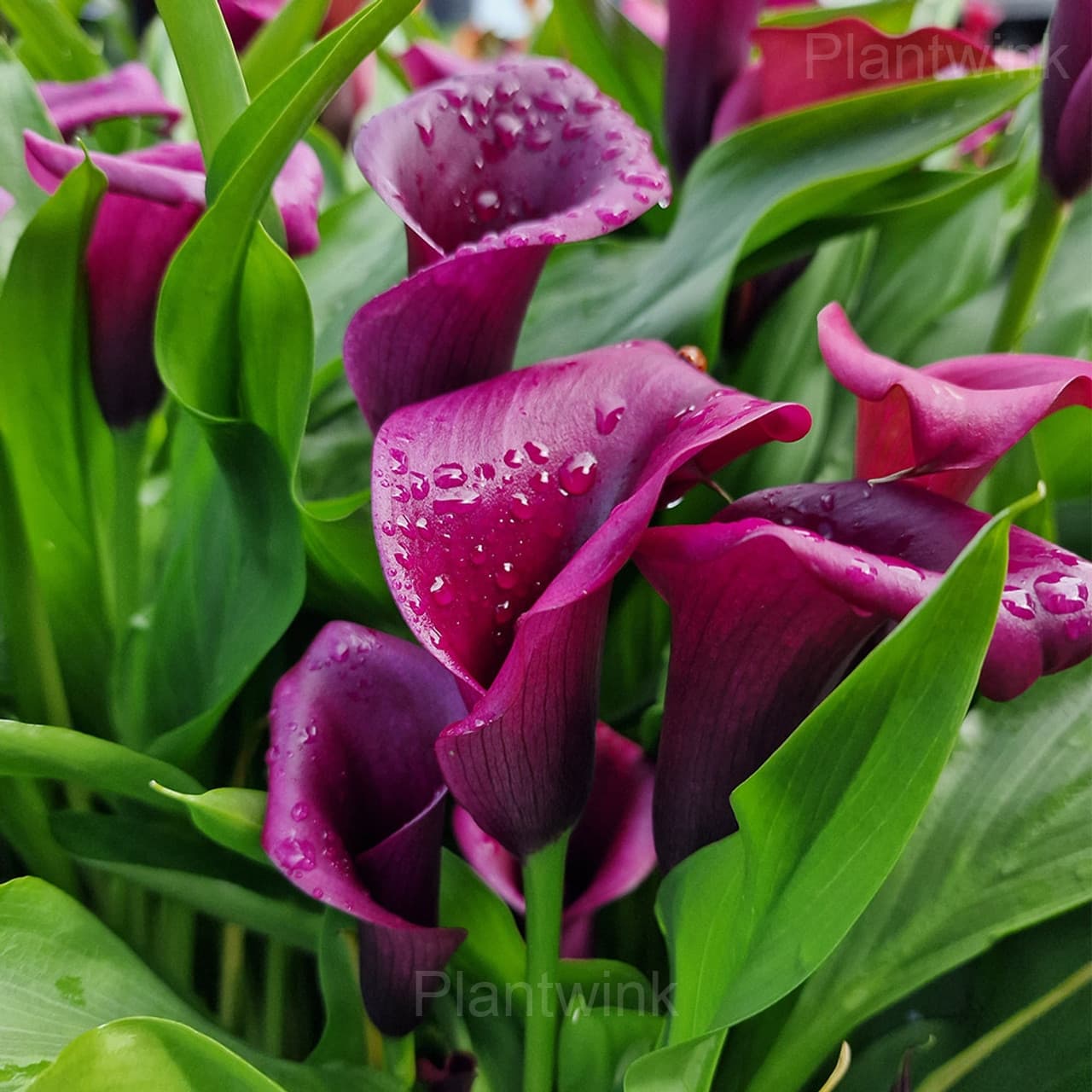 Calla Lily Seeds - View 7