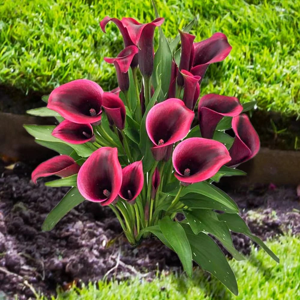 Calla Lily Seeds - Alt