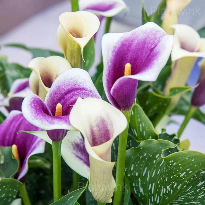 Calla Lily Seeds - Main