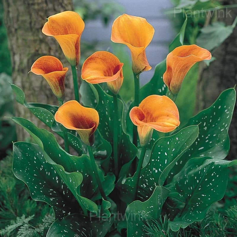 Calla Lily Seeds - View 4