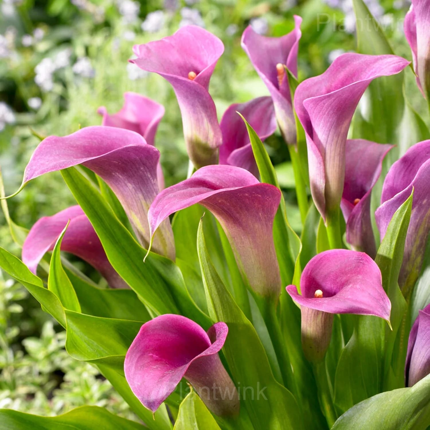 Calla Lily Seeds - View 5
