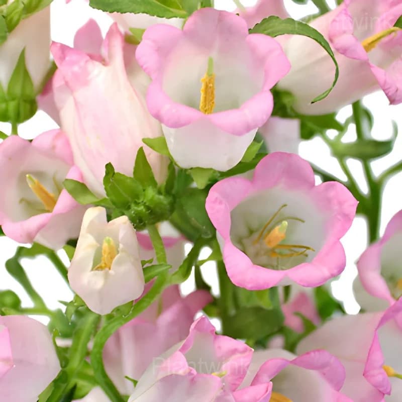 Campanula Seeds - Alt