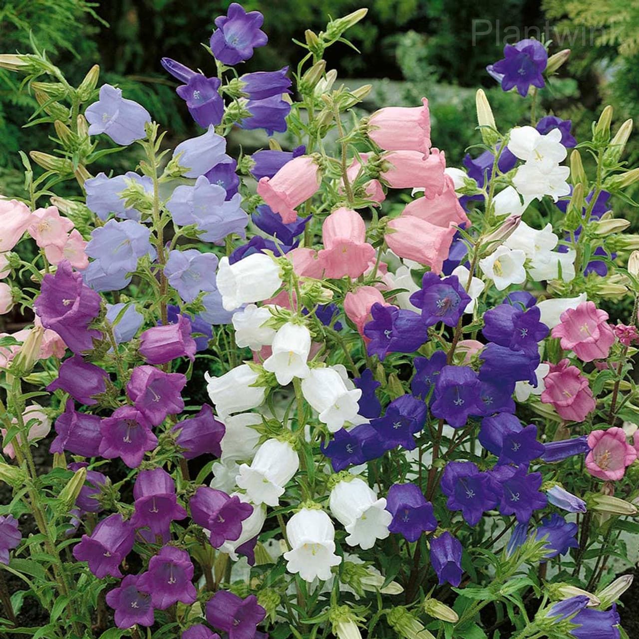 Campanula Seeds - Main