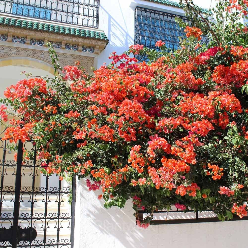 Bougainvillea Seeds - View 5