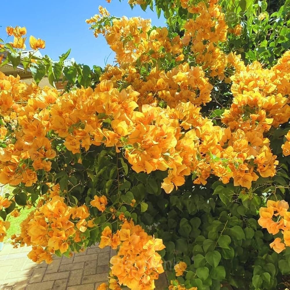 Bougainvillea Seeds - Alt