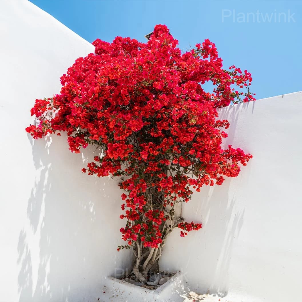 Bougainvillea Seeds - Main