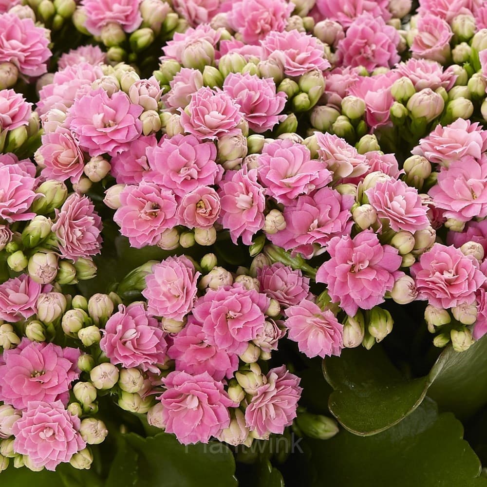 Kalanchoe Seeds - Alt