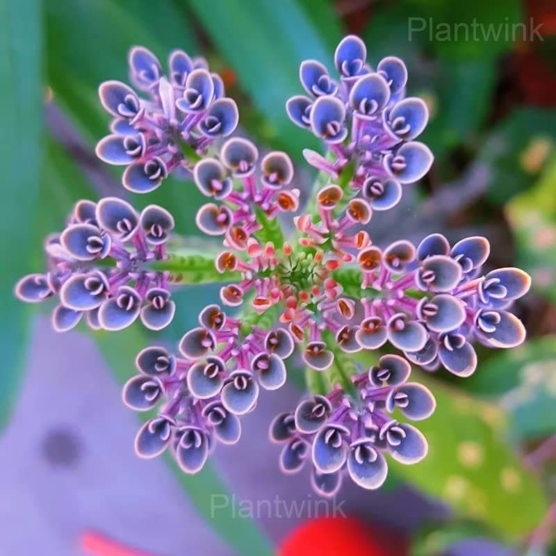Kalanchoe Seeds - Main