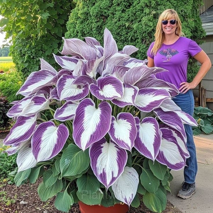 Tropical Caladium Seeds - Main