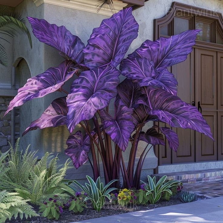 Shade-Loving Caladium Seeds - Alt