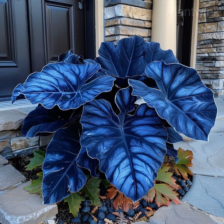 Shade-Loving Caladium Seeds - Main