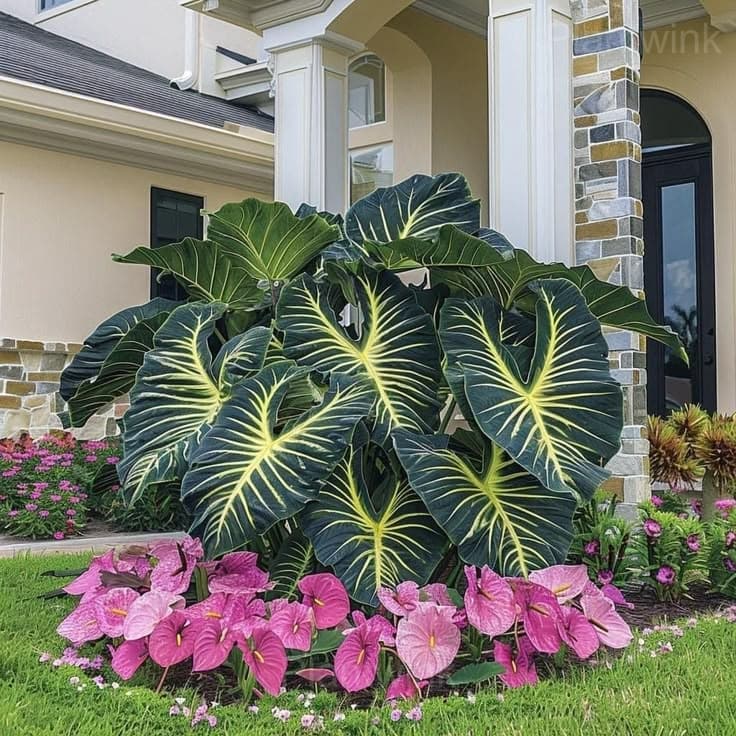 Decorative Leaf Caladium Seeds - View 9