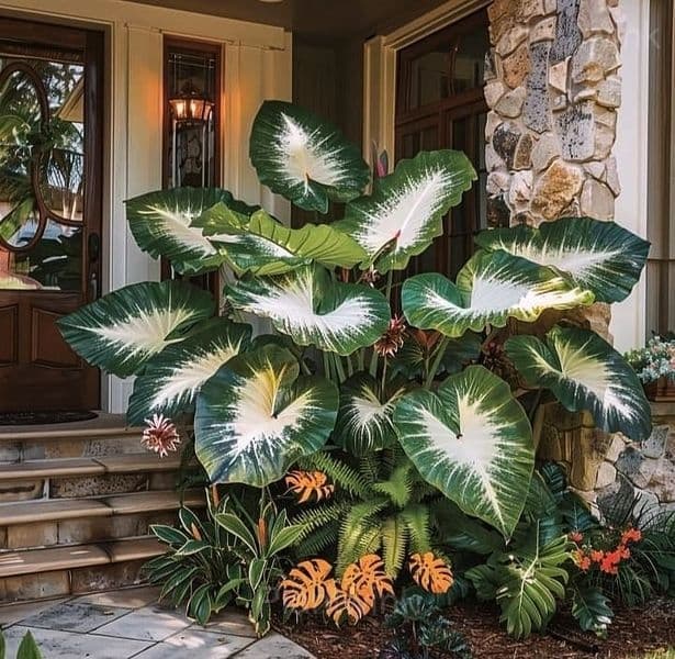 Decorative Leaf Caladium Seeds - Alt