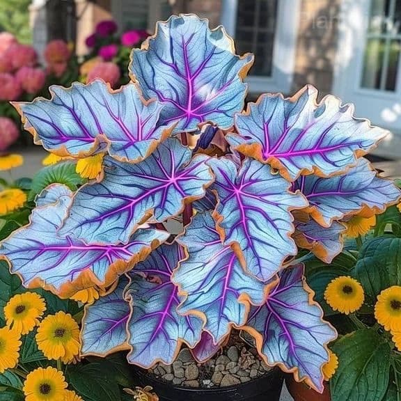 Decorative Leaf Caladium Seeds - Main