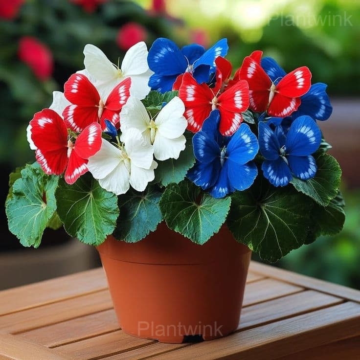 Colorful Begonia Mix Seeds - Main