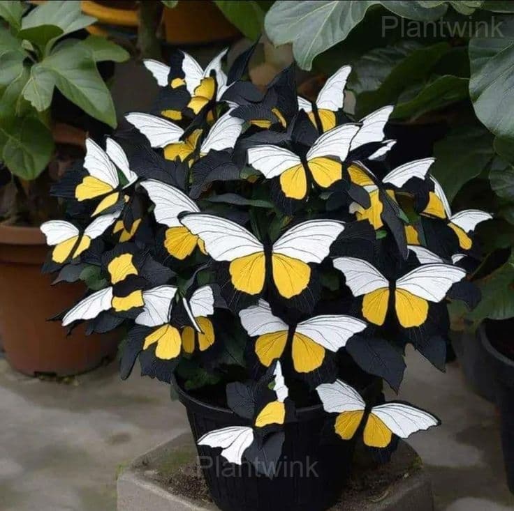 Colorful Begonia Mix Seeds - View 4