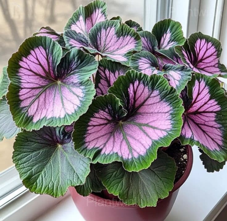 Begonia Seeds - View 4