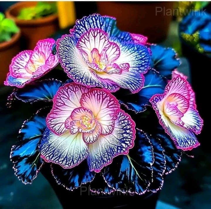 Begonia Seeds - View 6