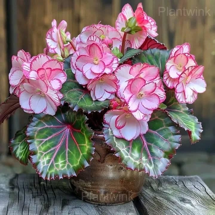 Begonia Seeds - Main