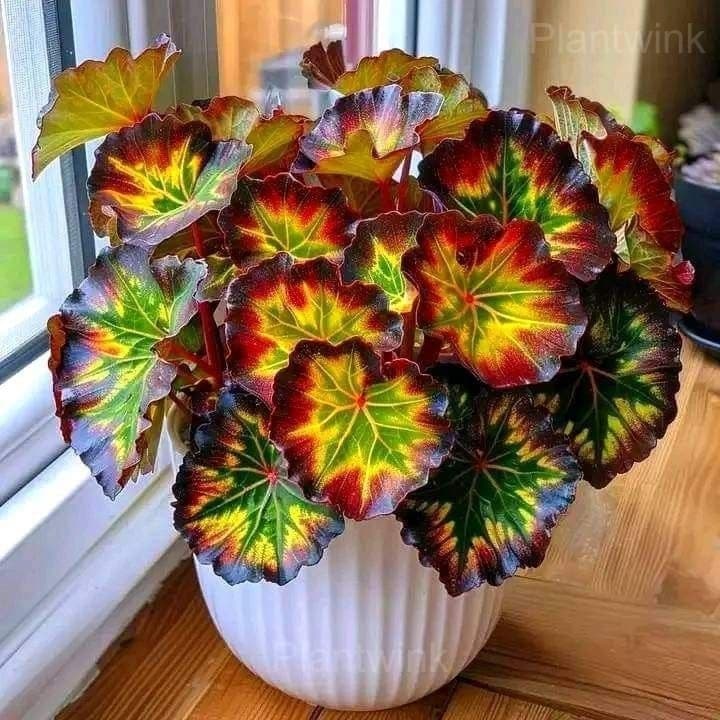 Double Begonia Flowers Seeds - View 3