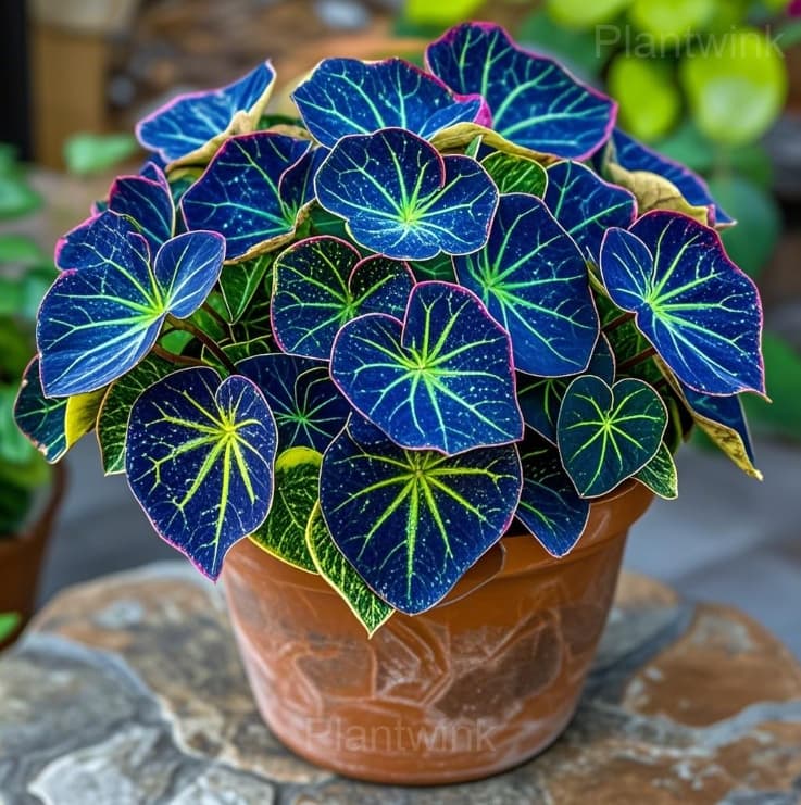 Double Begonia Flowers Seeds - Alt