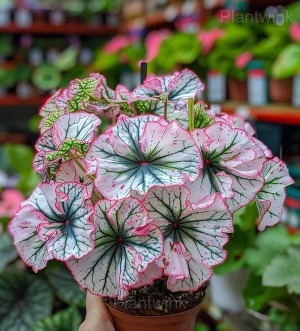 Double Begonia Flowers Seeds - View 7