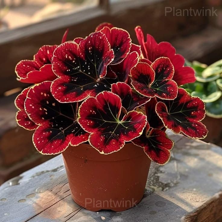 Double Begonia Flowers Seeds - View 6