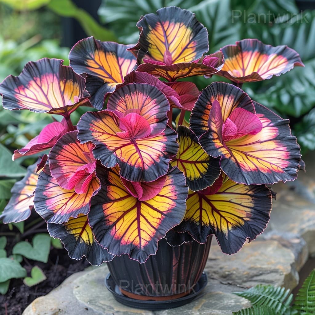 Double Begonia Flowers Seeds - Main