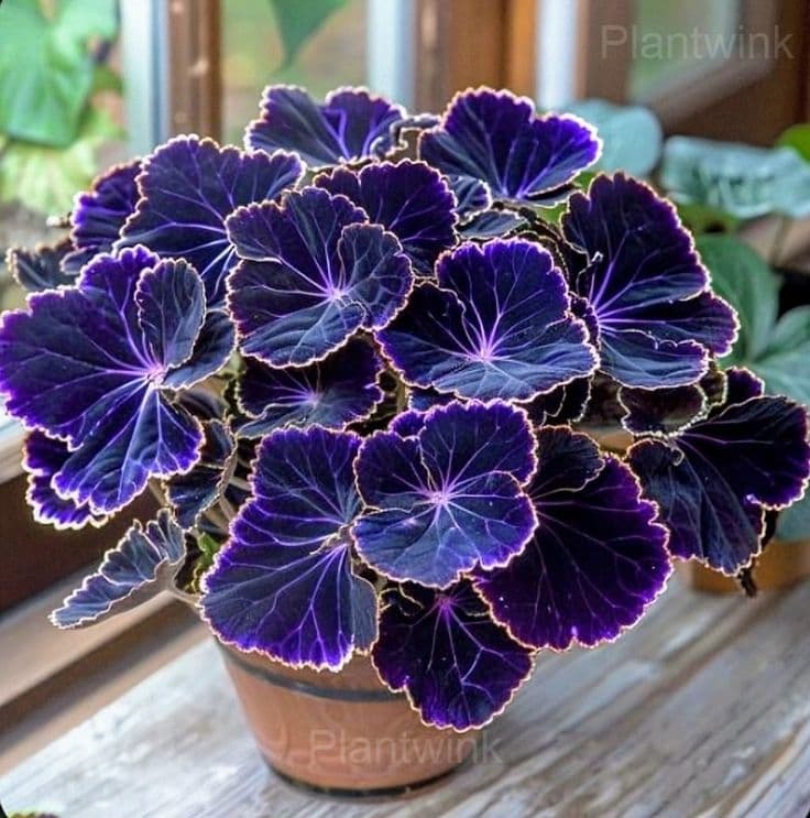 Double Begonia Flowers Seeds - View 4