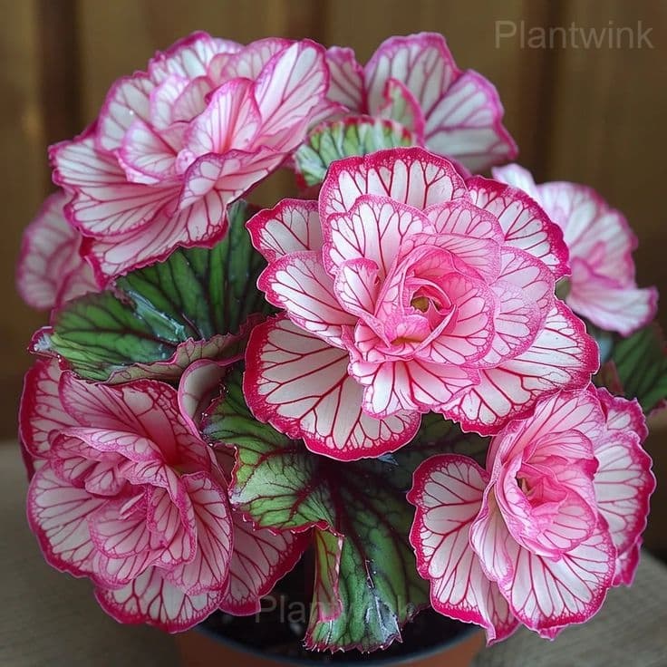 Rare Begonia Seeds - View 6