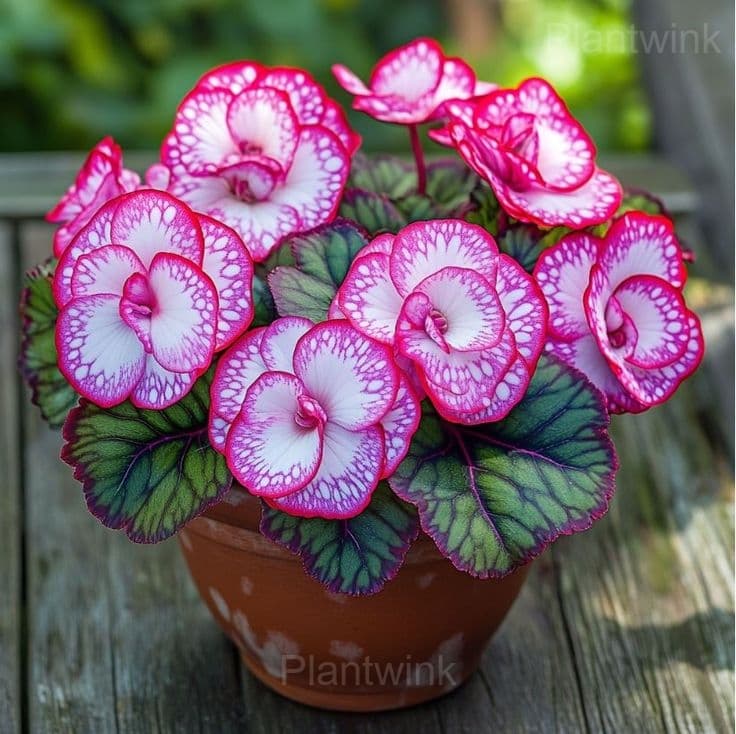 Rare Begonia Seeds - View 5