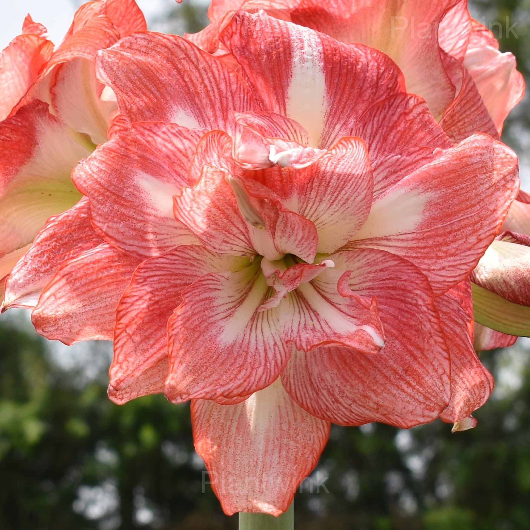 Tika Sunrise Amaryllis Bulbs - Main