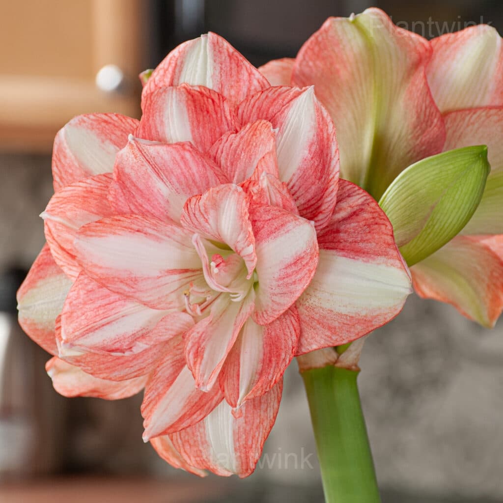 Tika Sunrise Amaryllis Bulbs - Alt