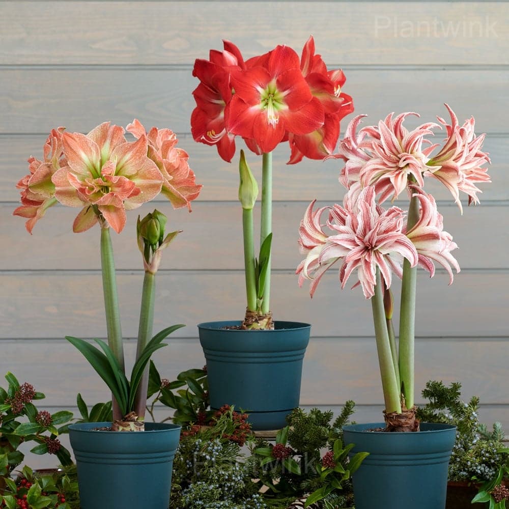 Double Doublet Amaryllis Bulbs - View 3