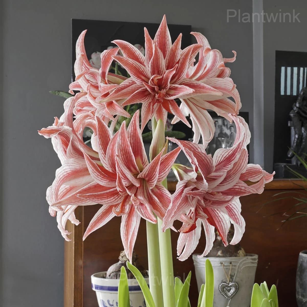Double Doublet Amaryllis Bulbs - View 6