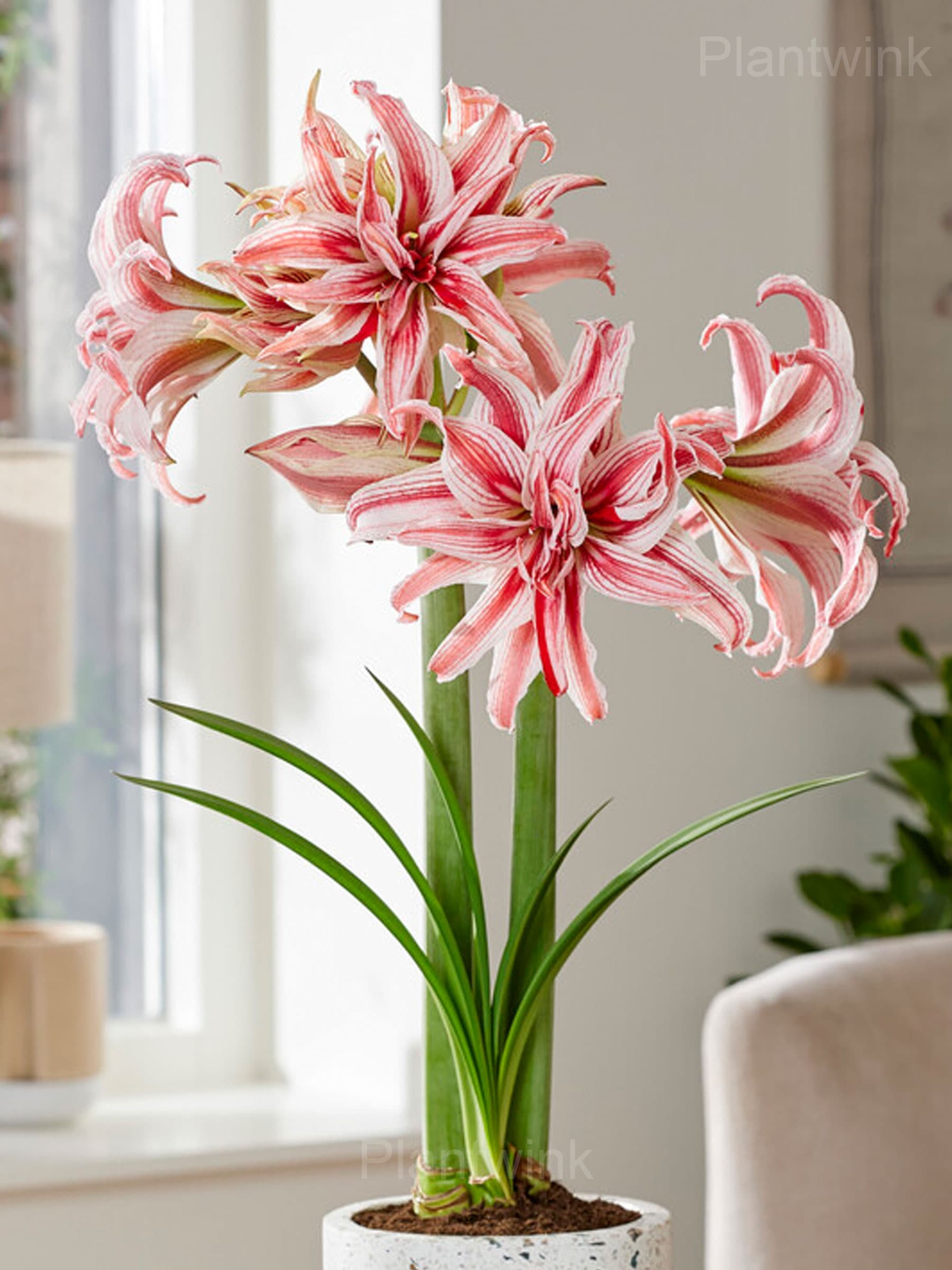 Double Doublet Amaryllis Bulbs - View 4