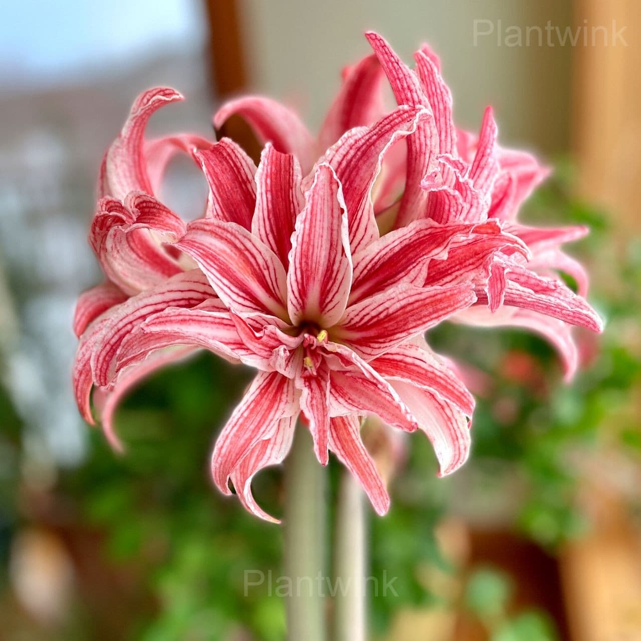 Double Doublet Amaryllis Bulbs - View 7