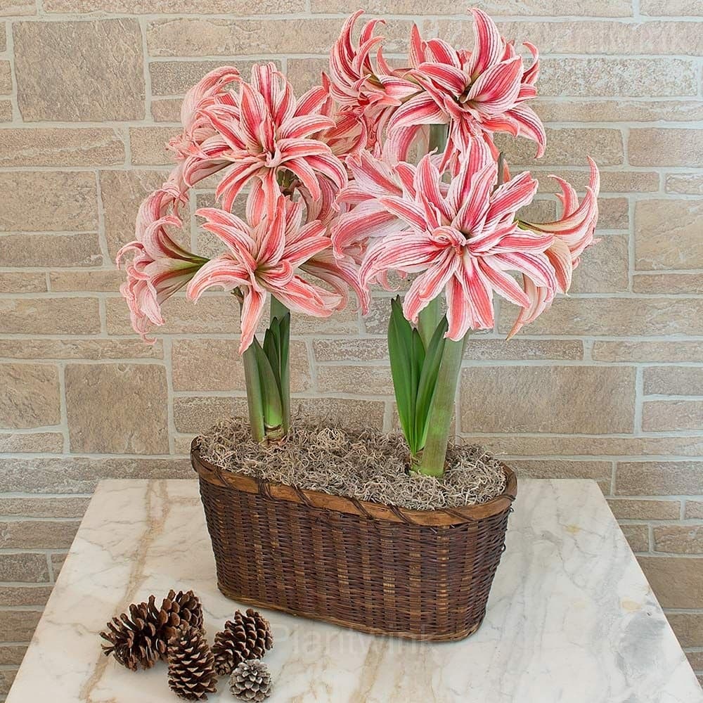 Double Doublet Amaryllis Bulbs - View 5