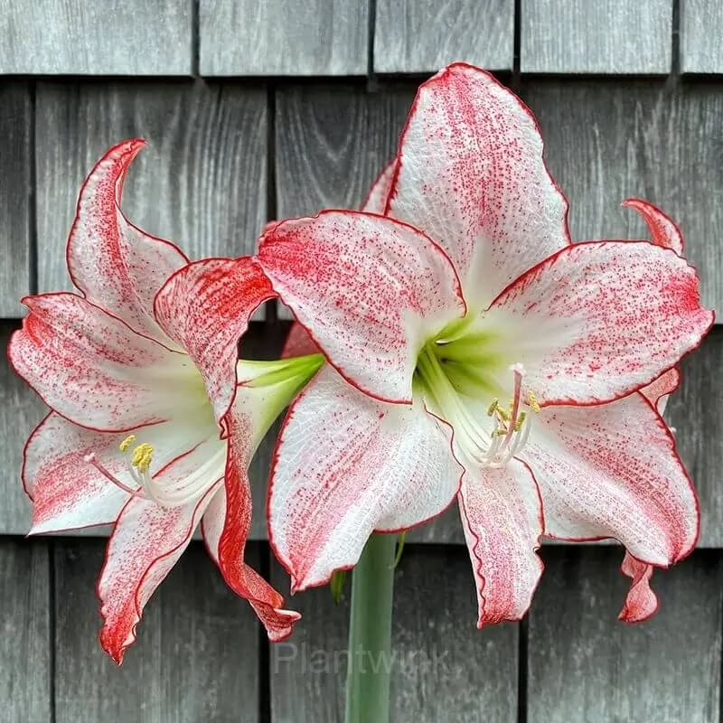 Grandise Fantasy Amaryllis Bulbs - View 5