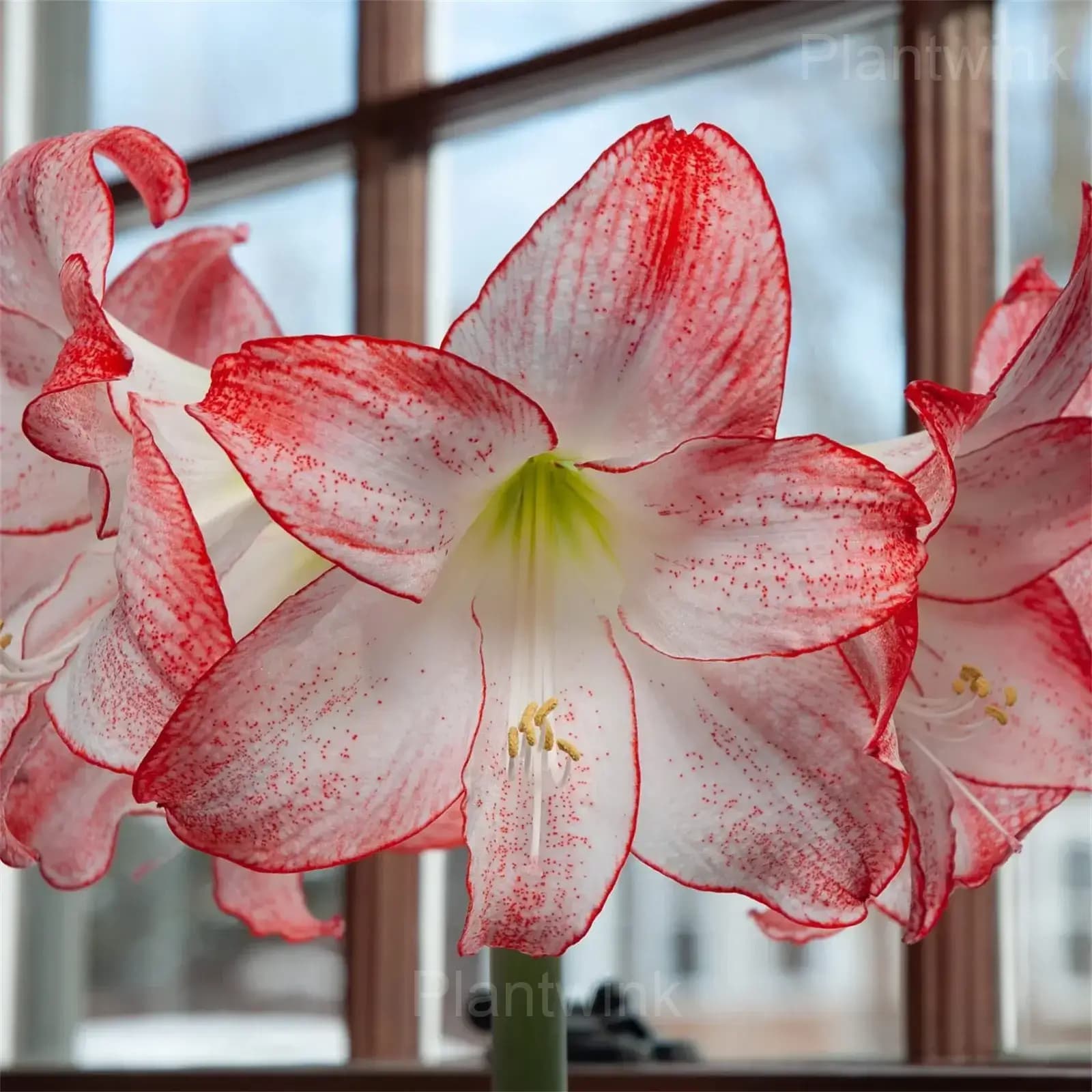 Grandise Fantasy Amaryllis Bulbs - View 6