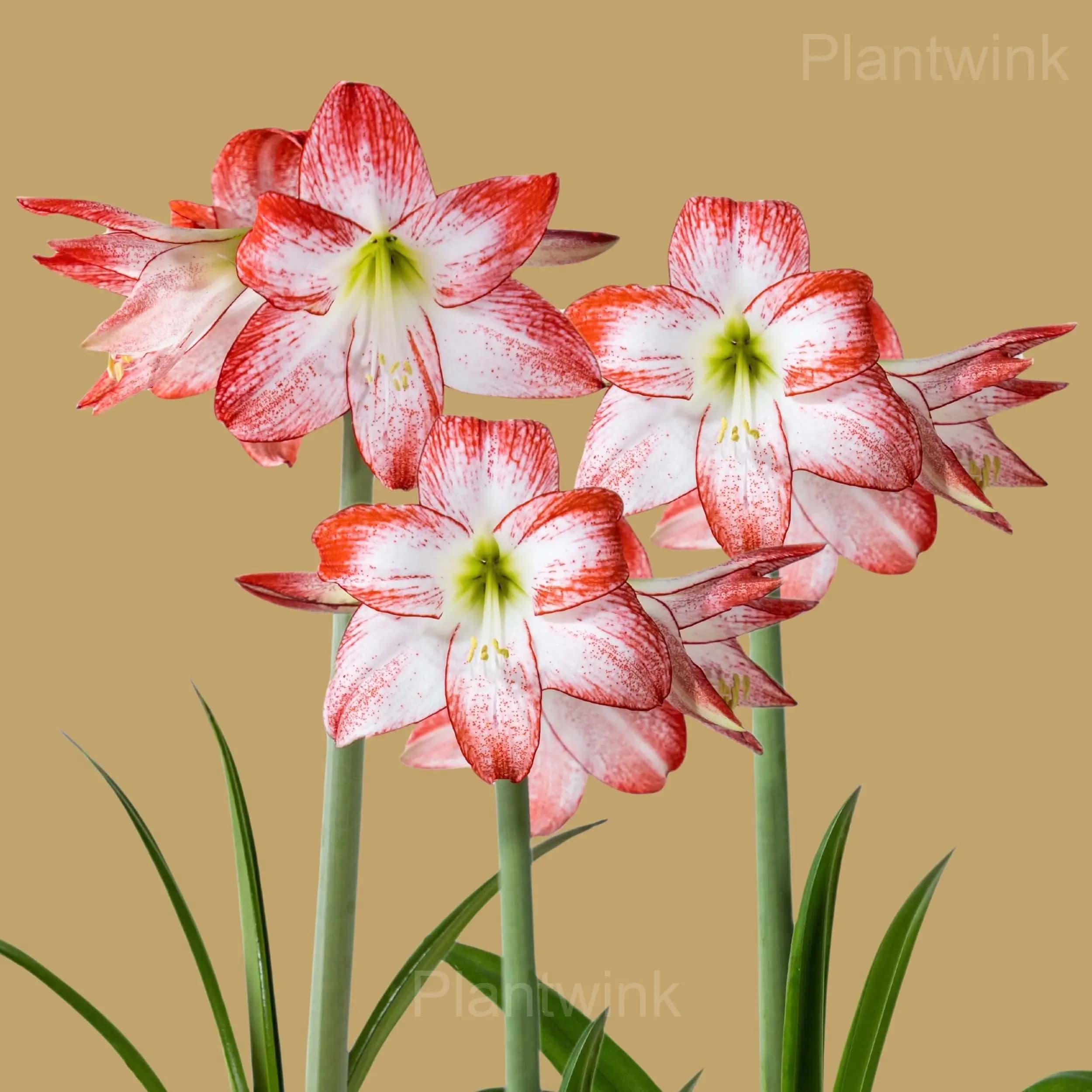 Grandise Fantasy Amaryllis Bulbs - View 4