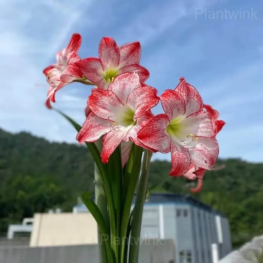 Grandise Fantasy Amaryllis Bulbs - View 3